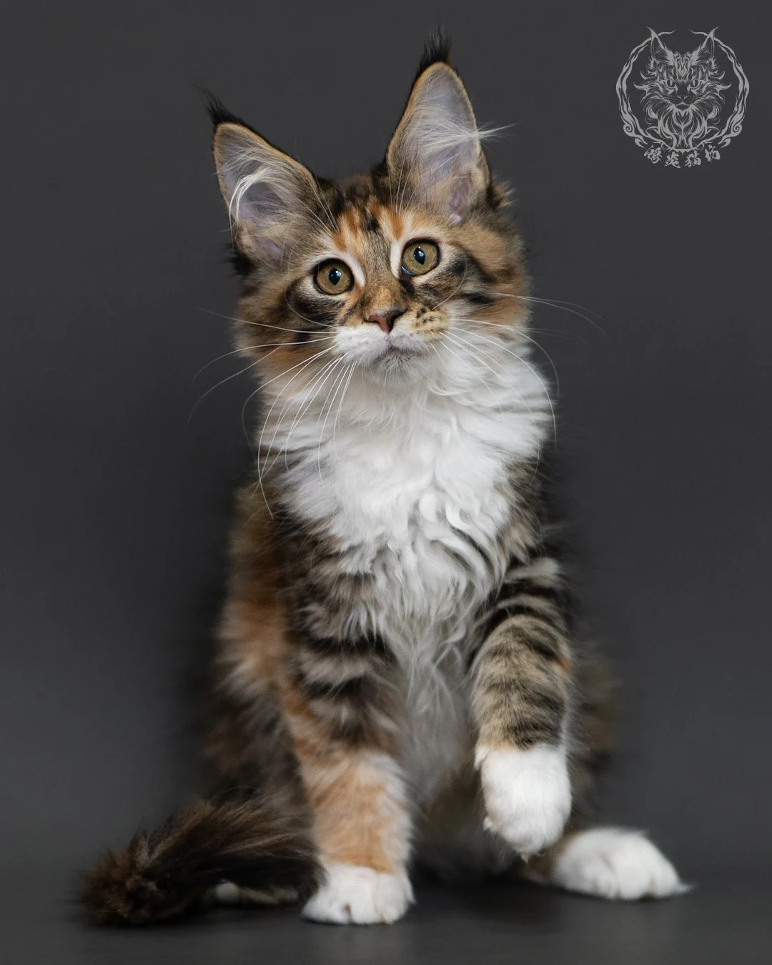 玳帽虎斑緬因貓 Tortie Tabby Maine Coon 3months Cattery Taichung 5
