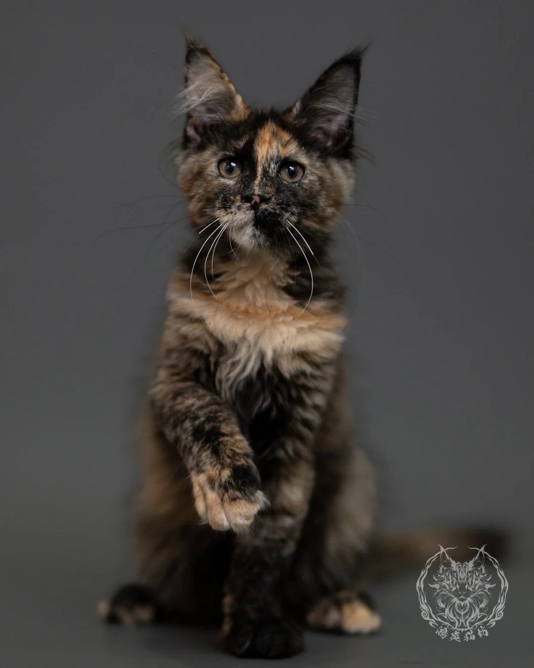 黑玳帽緬因貓 Tortoiseshell Maine Coon 3months Cattery Taichung 14