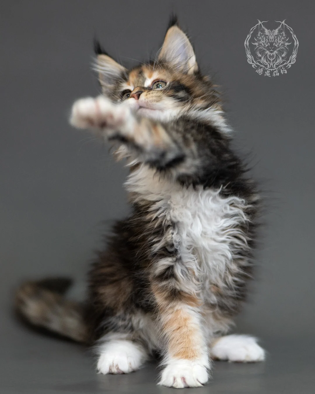 鴻炎貓坊棕虎斑玳帽緬因貓2個月,brown Torbie Maine Coon Kitten 19
