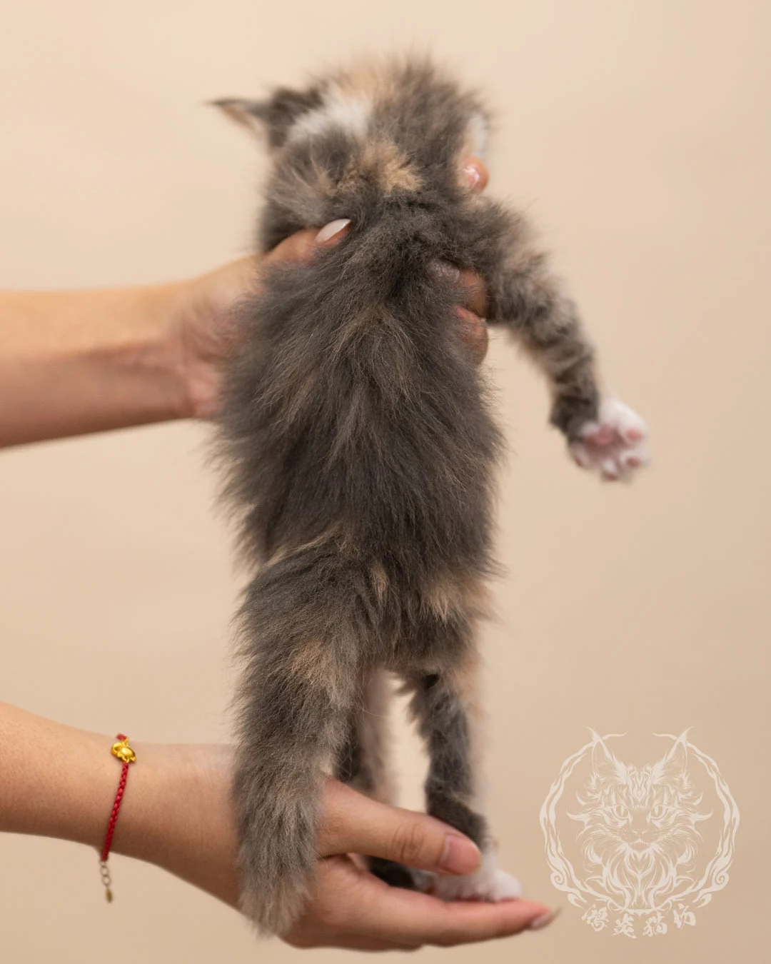 藍乳玳帽賓士緬因貓 Blue Cream Tortie Masked Maine Coon 4weeks Closeup 9