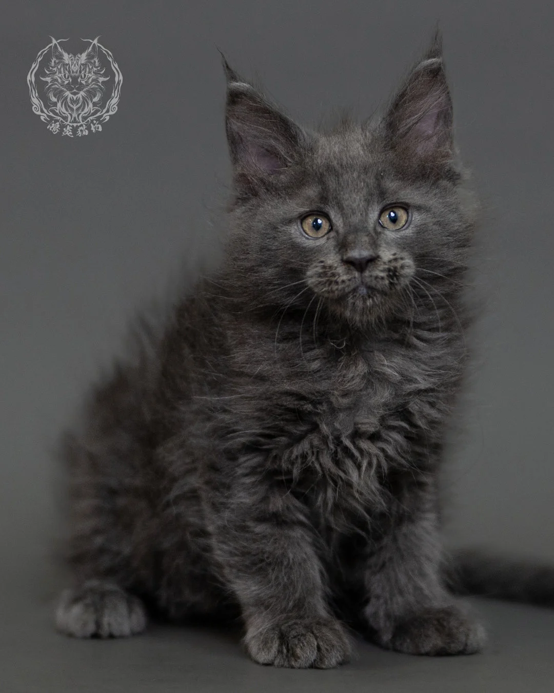鴻炎貓坊藍煙燻緬因貓2個月特寫，blue Smoke Maine Coon Kitten 1