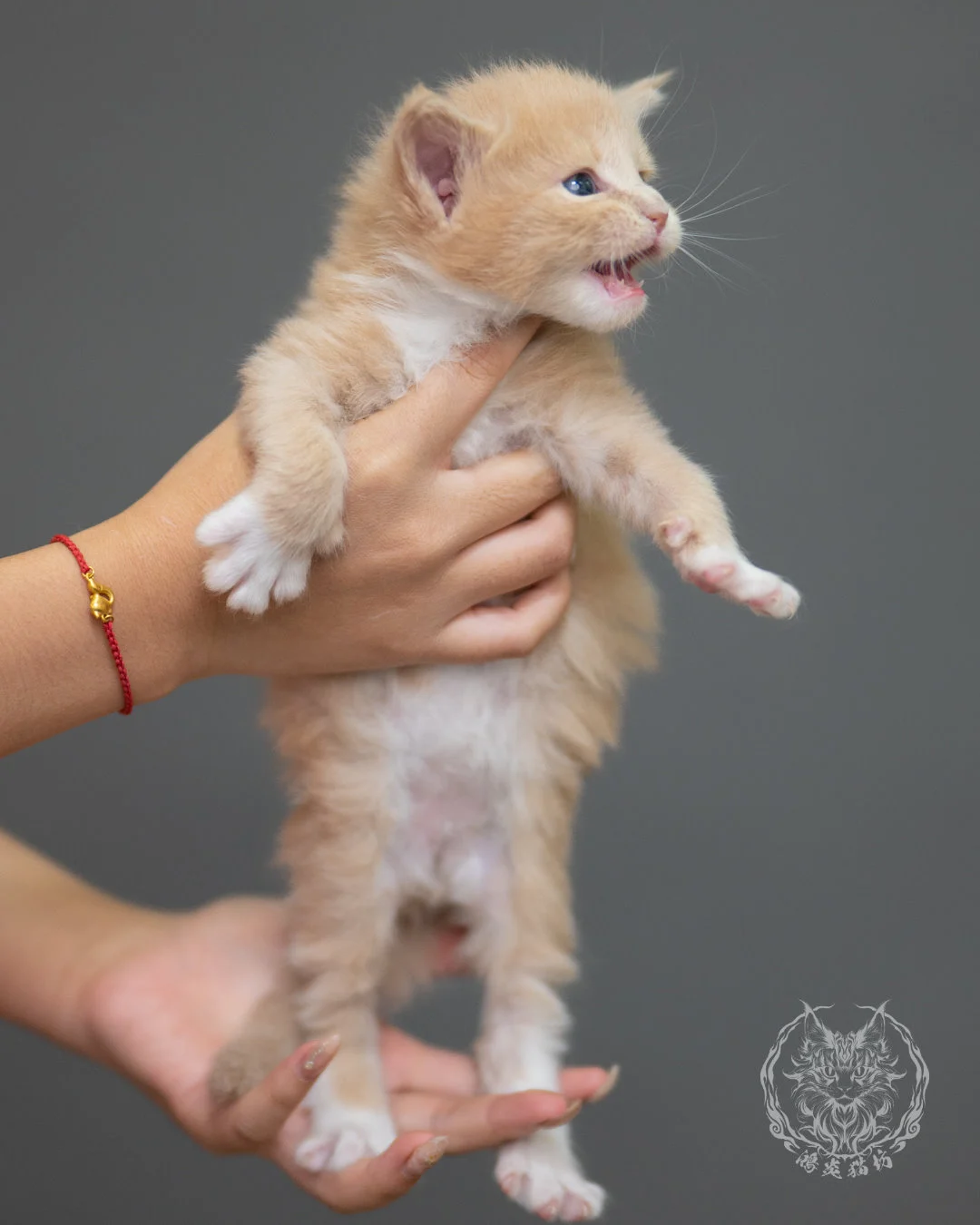 奶油虎斑緬因貓 Cream Tabby Maine Coon 4weeks Closeup 3