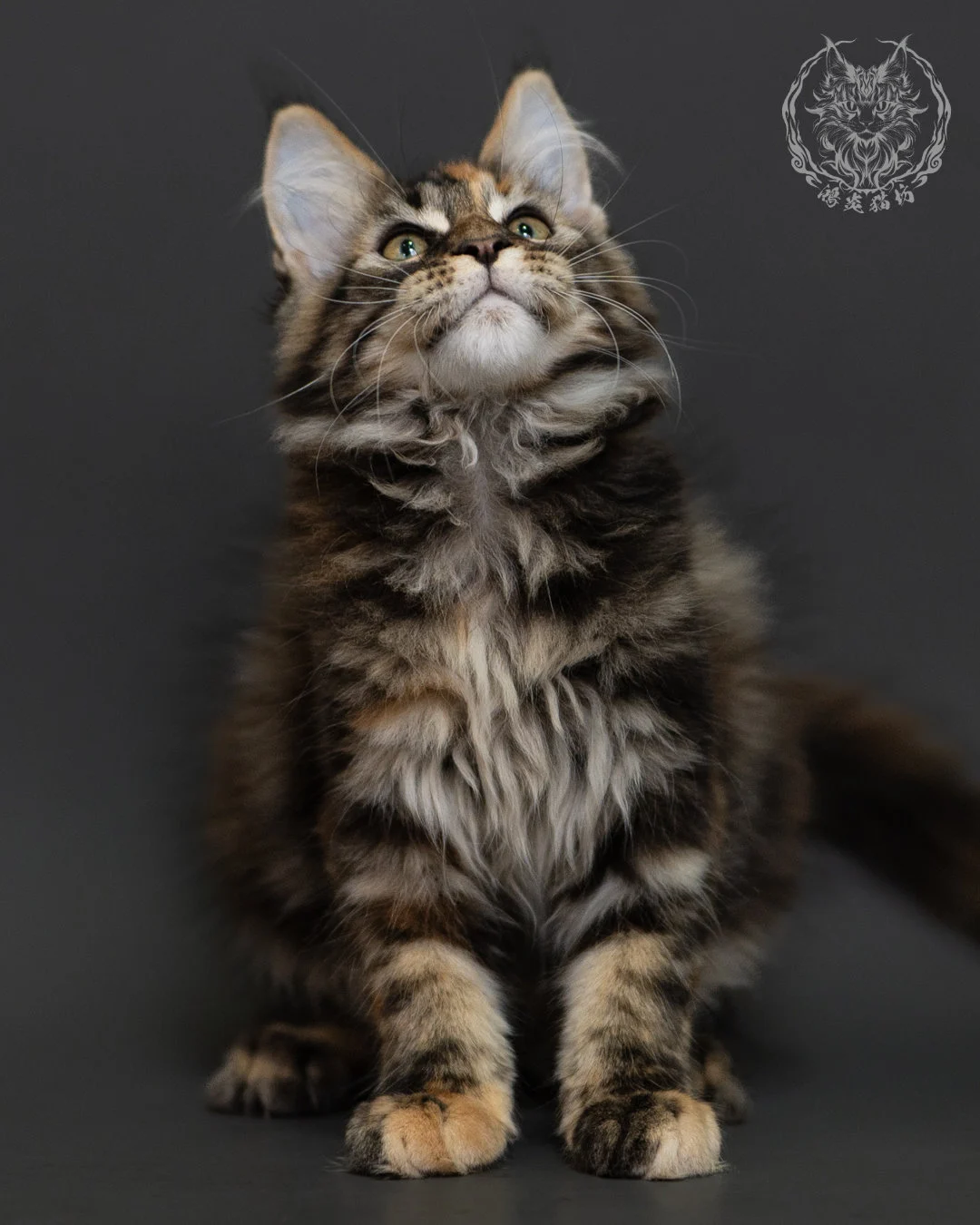 玳帽虎斑緬因貓 Tortie Tabby Maine Coon 3months Cattery Taichung 2