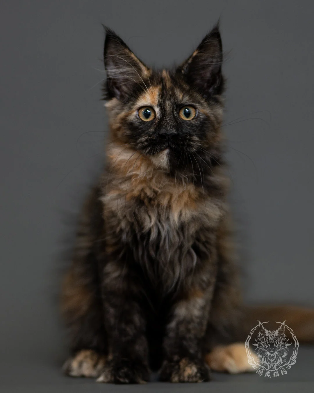 黑玳帽緬因貓 Tortoiseshell Maine Coon 3months Cattery Taichung 10