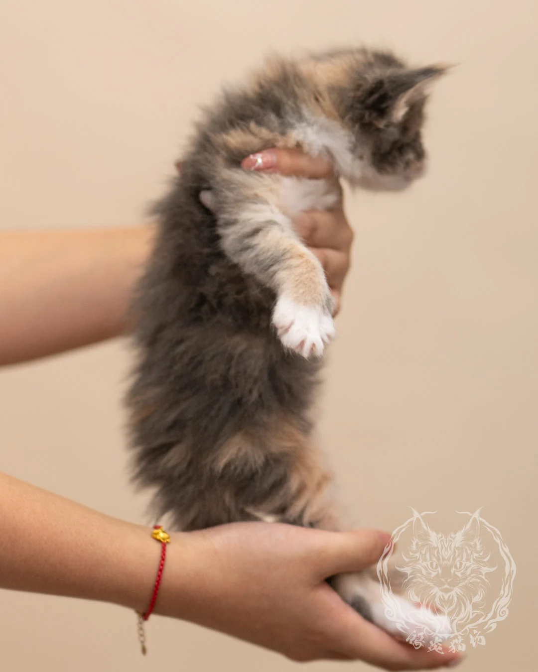 藍乳玳帽賓士緬因貓 Blue Cream Tortie Masked Maine Coon 4weeks Closeup 8