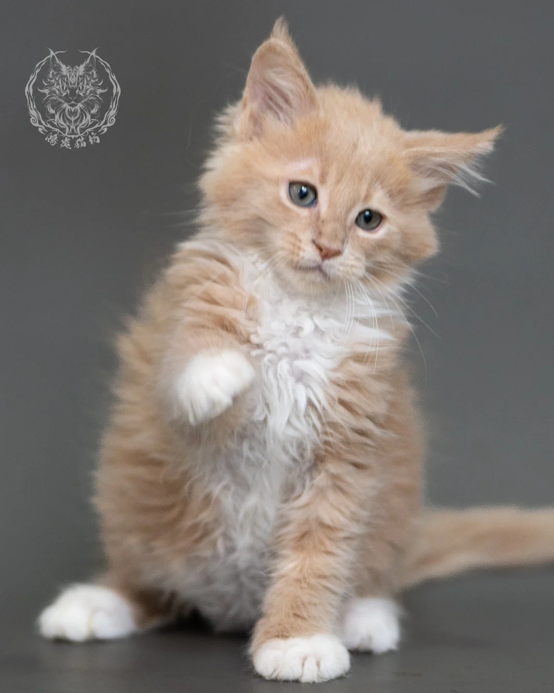 鴻炎貓坊奶油虎斑緬因貓2個月，cream Tabby Maine Coon Kitten 3