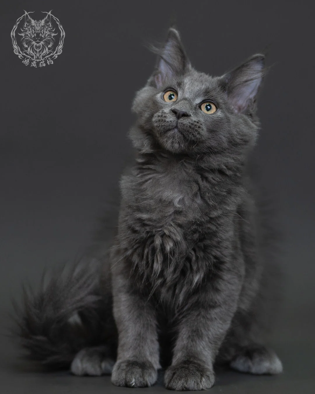 藍煙燻緬因貓 Blue Smoke Maine Coon 3months Cattery Taichung 14