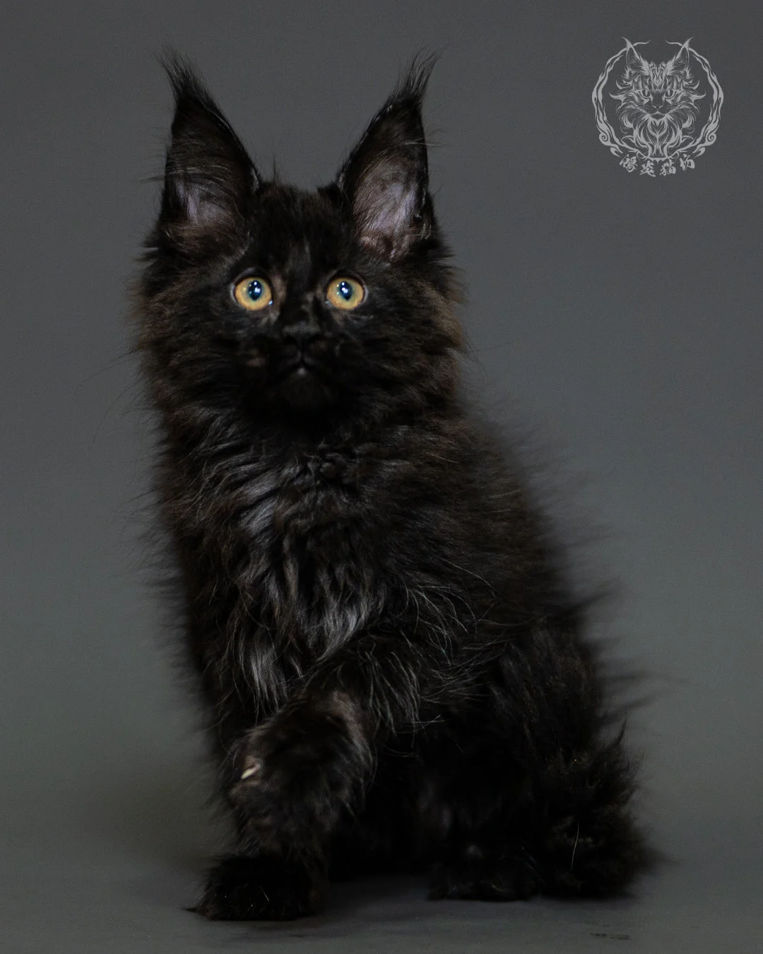 黑煙燻緬因貓 Black Smoke Maine Coon 2months Closeup 6