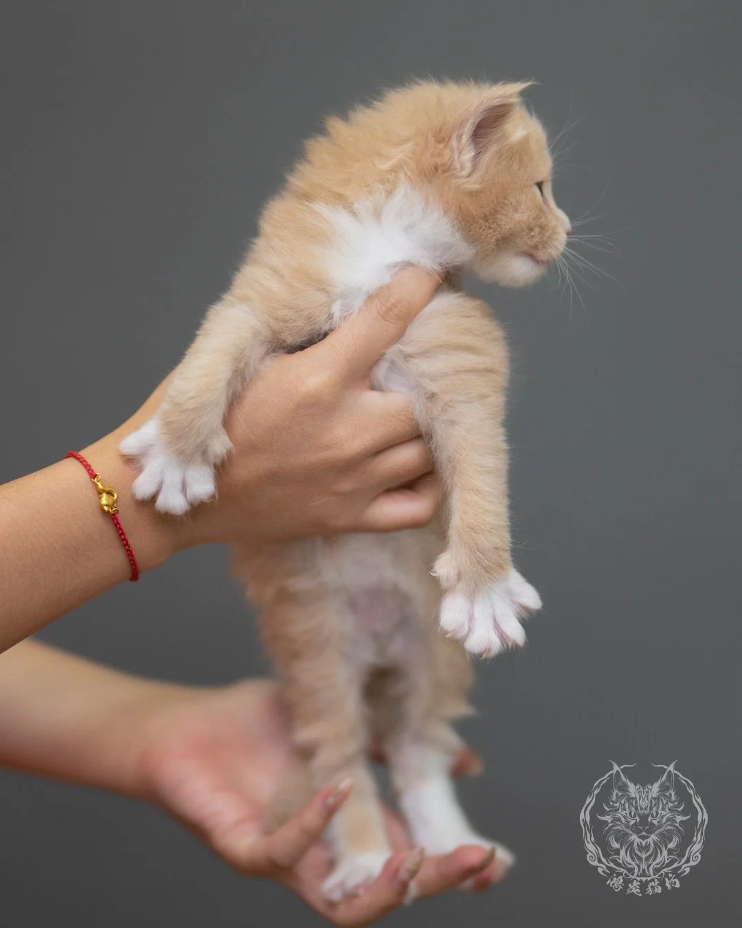 奶油虎斑緬因貓 Cream Tabby Maine Coon 4weeks Closeup 5
