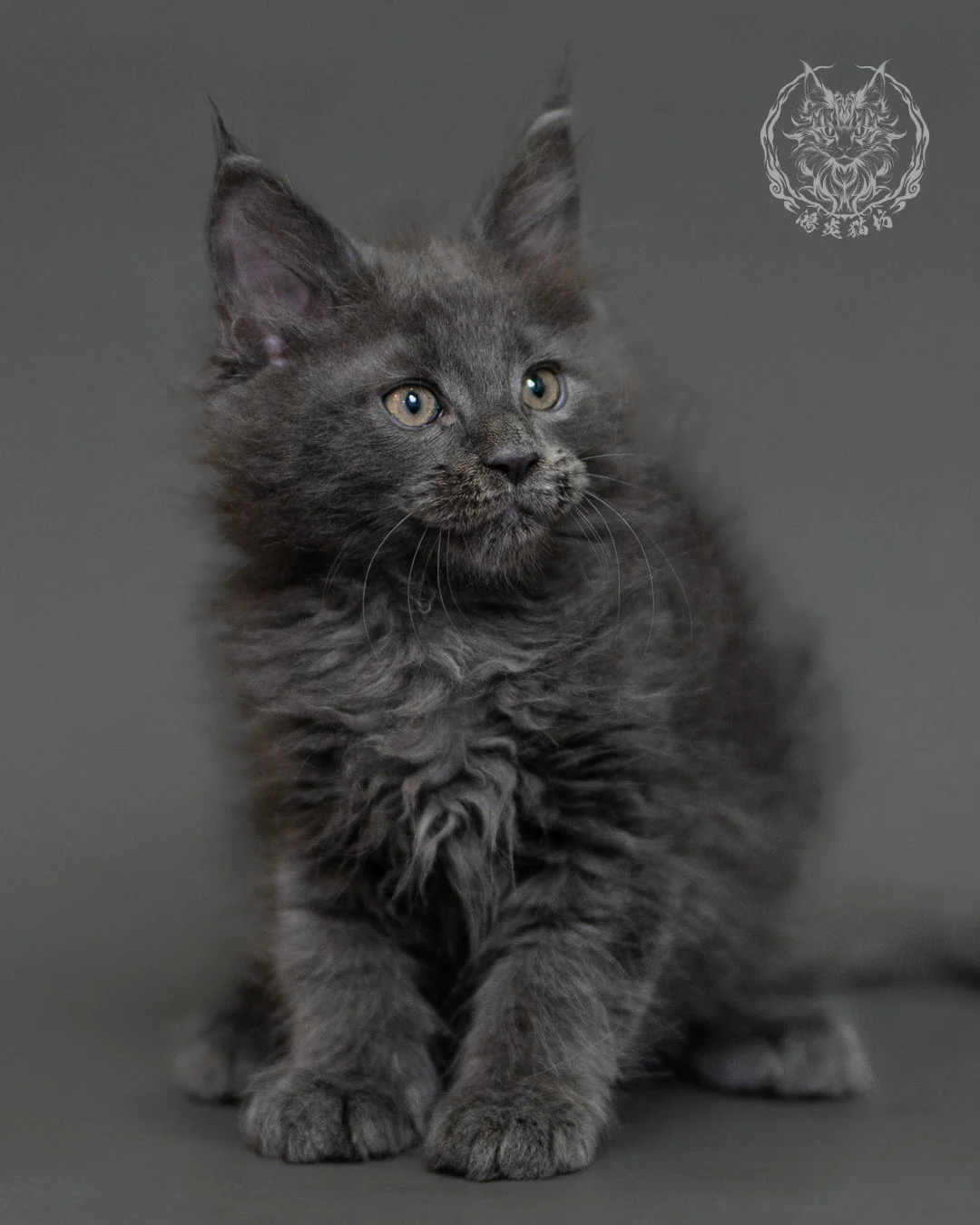 鴻炎貓坊藍煙燻緬因貓2個月特寫，blue Smoke Maine Coon Kitten 2