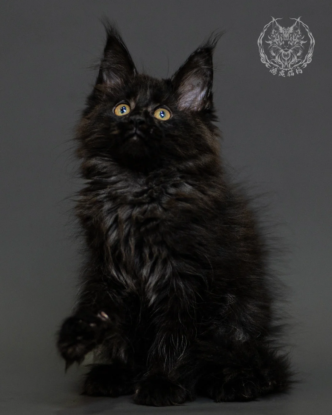 黑煙燻緬因貓 Black Smoke Maine Coon 2months Closeup 15