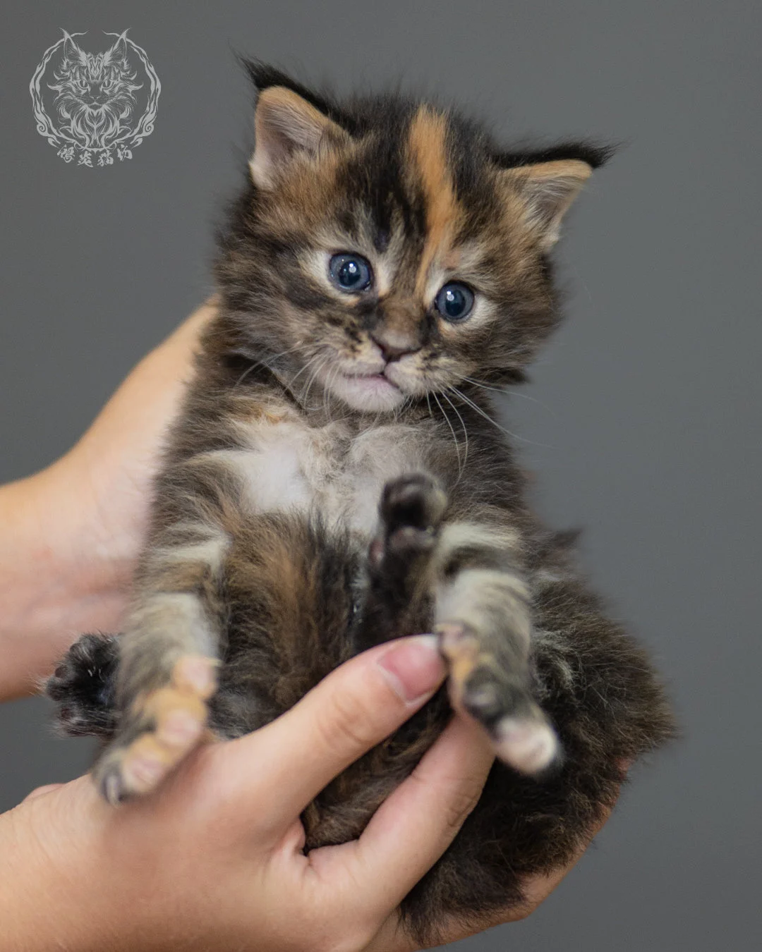 玳帽緬因貓 Black Tortie Maine Coon 4weeks Closeup 7