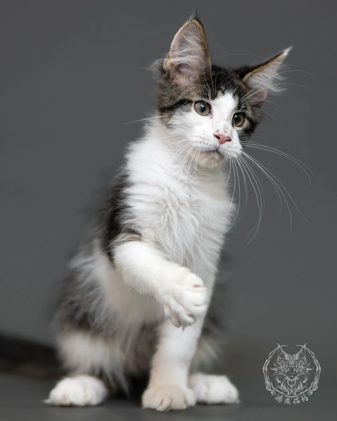 棕虎斑賓士緬因貓 Brown Tabby Maine Coon 3months Cattery Taichung 7