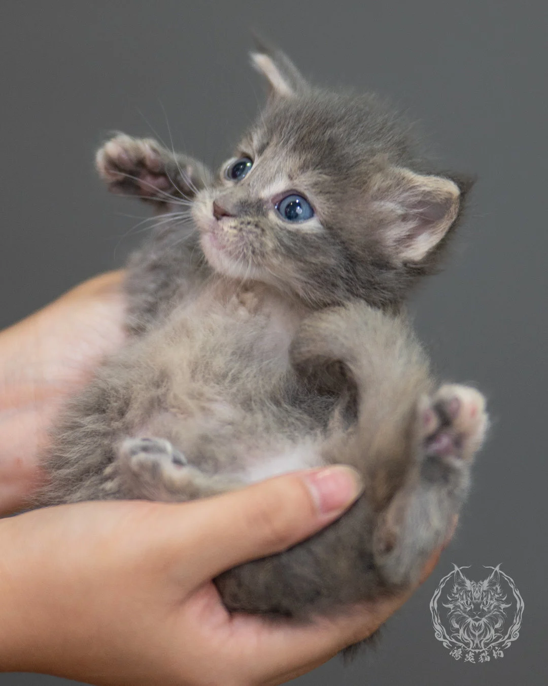 藍乳虎斑緬因貓 Blue Cream Tabby Maine Coon 4weeks Sideview 10