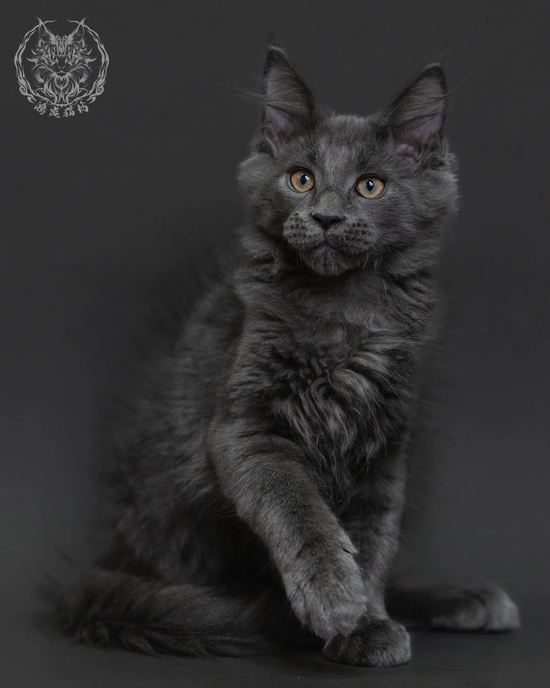 藍煙燻緬因貓 Blue Smoke Maine Coon 3months Cattery Taichung 7