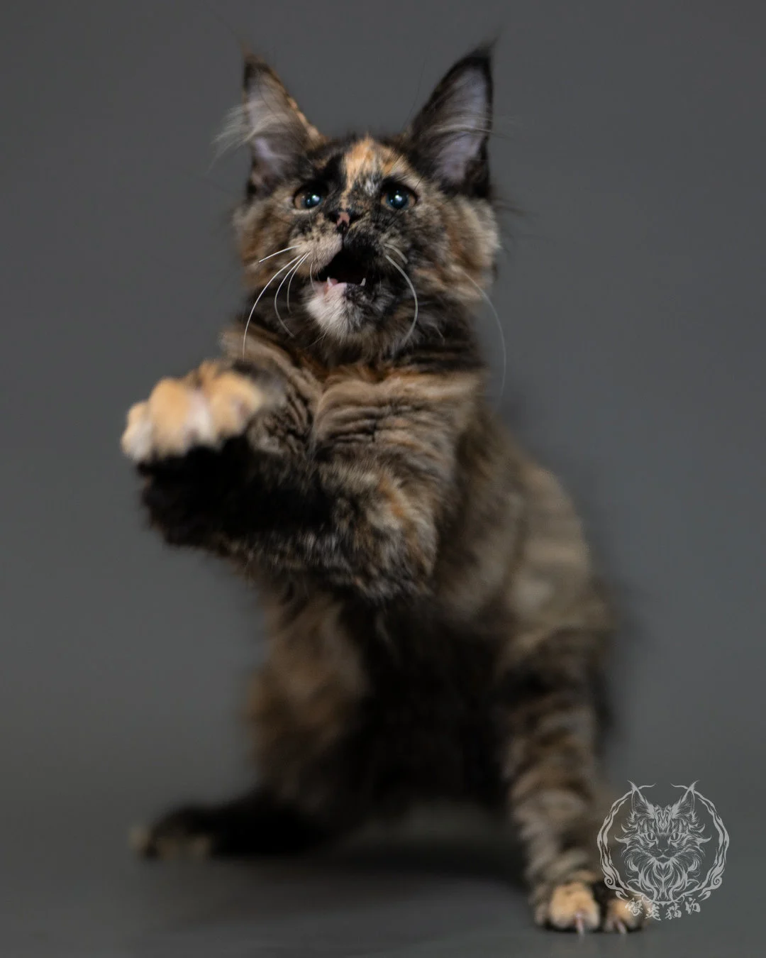 黑玳帽緬因貓 Tortoiseshell Maine Coon 3months Cattery Taichung 7