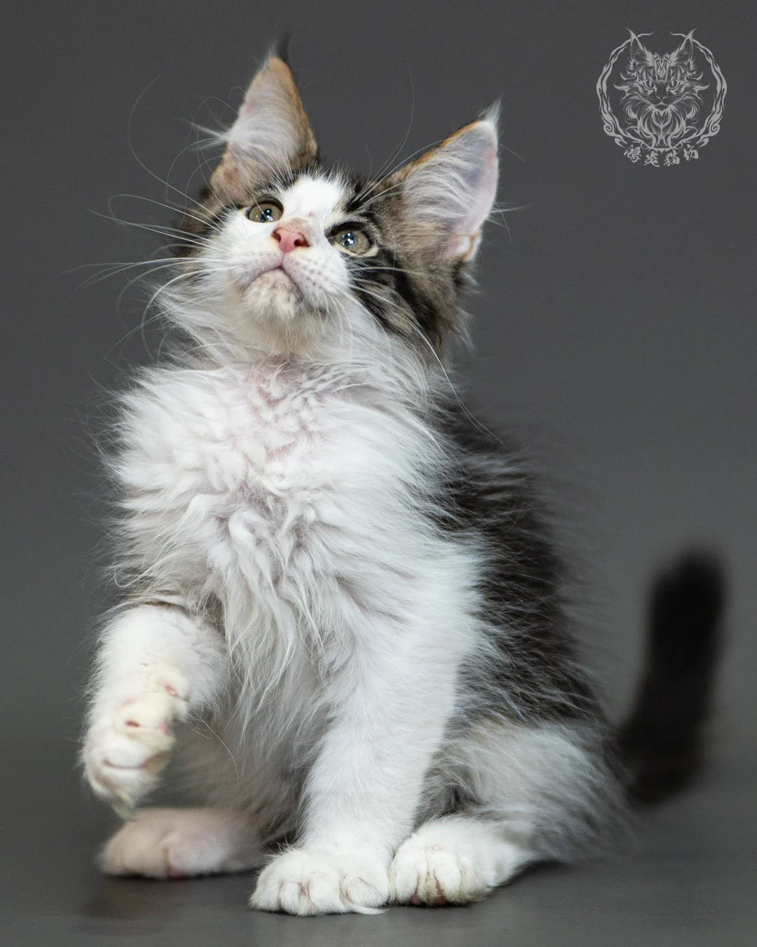 棕虎斑賓士緬因貓 Brown Tabby White Maine Coon 2months Closeup 11