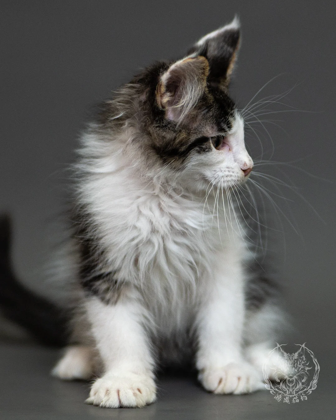 棕虎斑賓士緬因貓 Brown Tabby White Maine Coon 2months Closeup 16