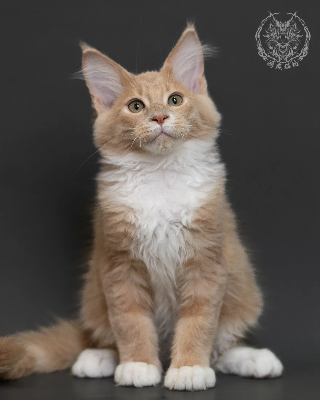 奶油虎斑緬因貓 Cream Tabby Maine Coon 3months Cattery Taichung 10