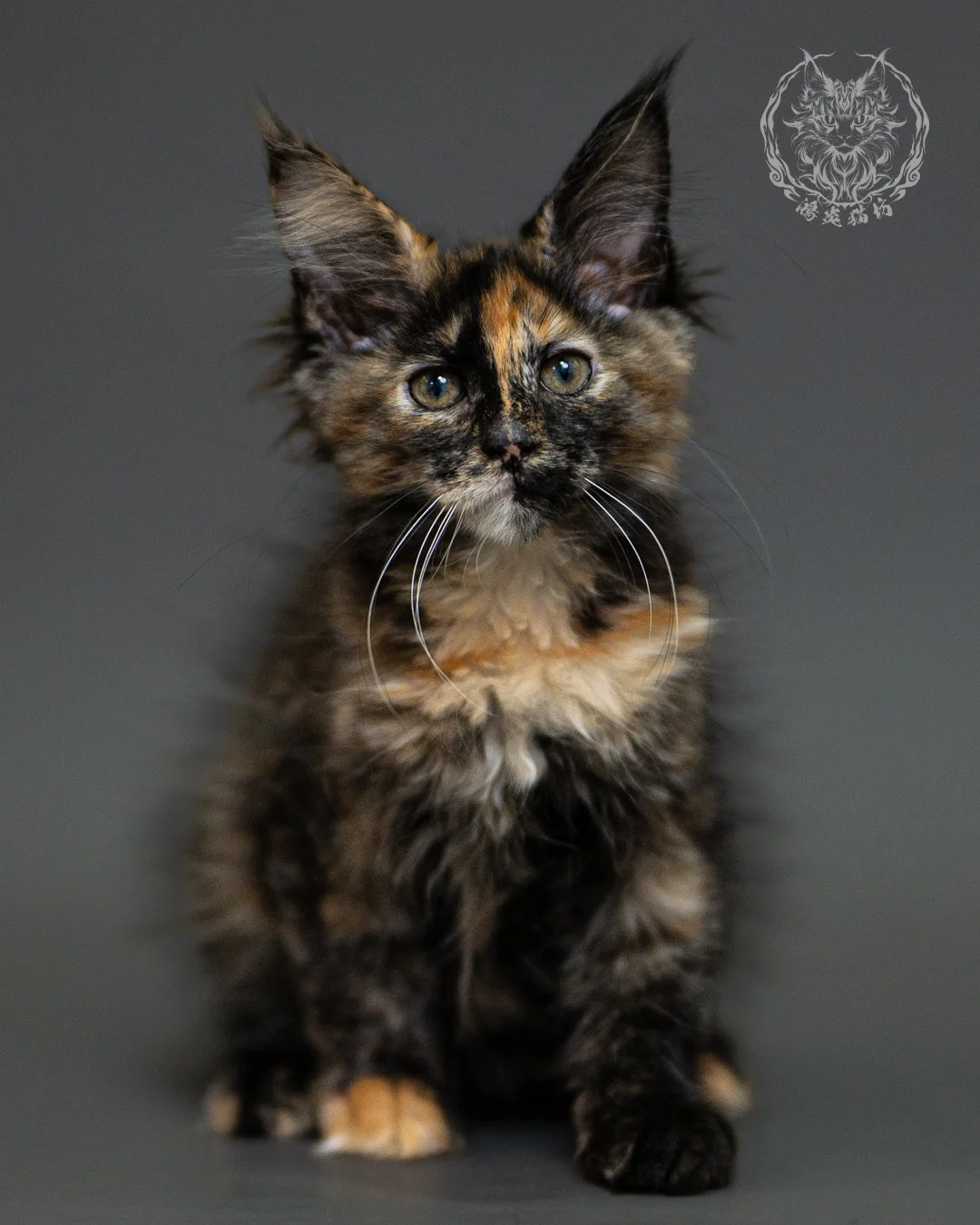 黑玳帽緬因貓 Tortoiseshell Maine Coon 2months Closeup 1