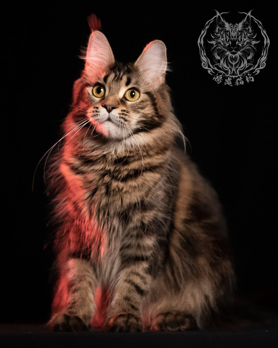 棕虎斑緬因貓 Brown Tabby Maine Coon 13months Closeup 7