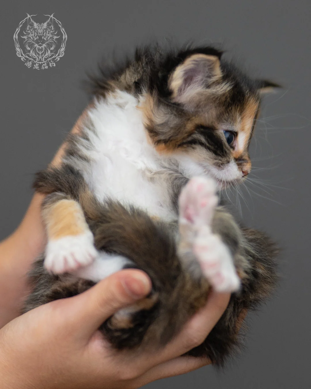玳帽虎斑緬因貓 Black Tortie Maine Coon 4weeks Closeup 11