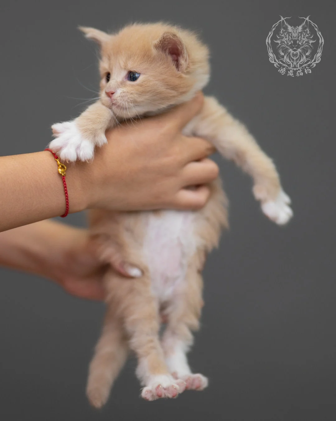 奶油虎斑緬因貓 Cream Tabby Maine Coon 4weeks Closeup 1