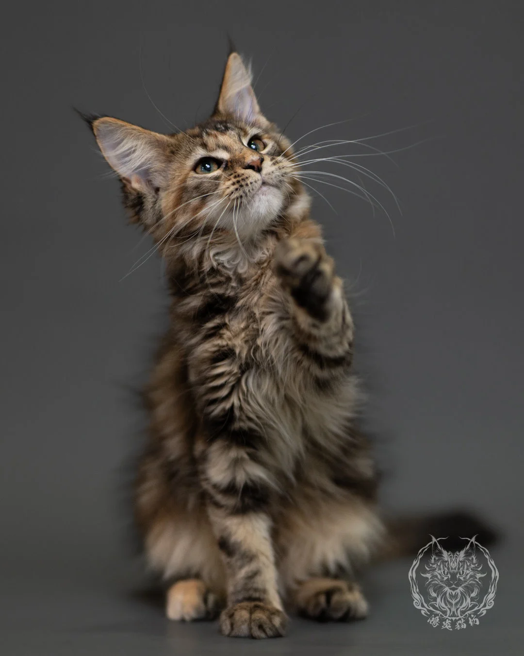 棕虎斑玳帽緬因貓 Brown Torbie Maine Coon 3months Cattery Taichung 9