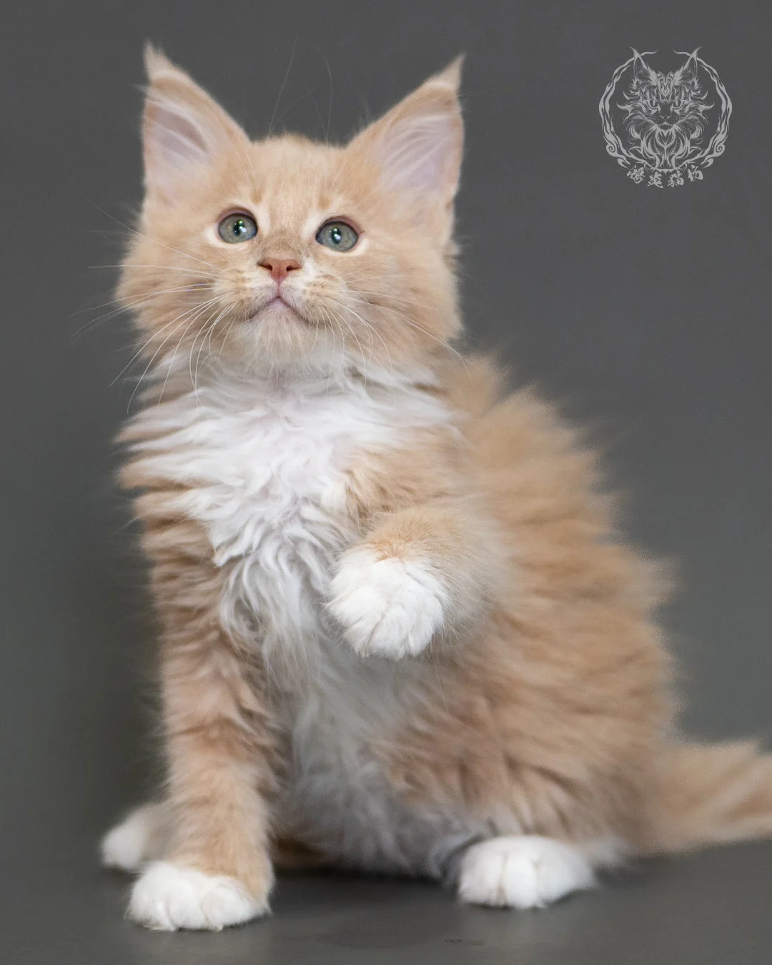 鴻炎貓坊奶油虎斑緬因貓2個月，cream Tabby Maine Coon Kitten 10
