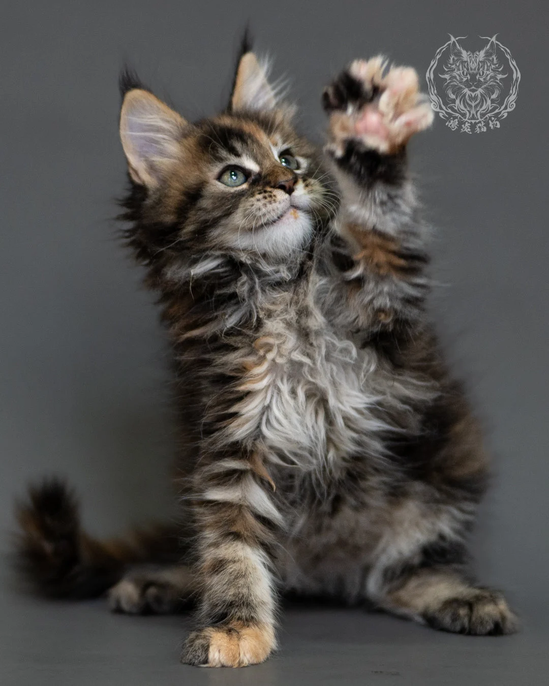 鴻炎貓坊棕虎斑玳帽緬因貓2個月，brown Torbie Maine Coon Kitten 9