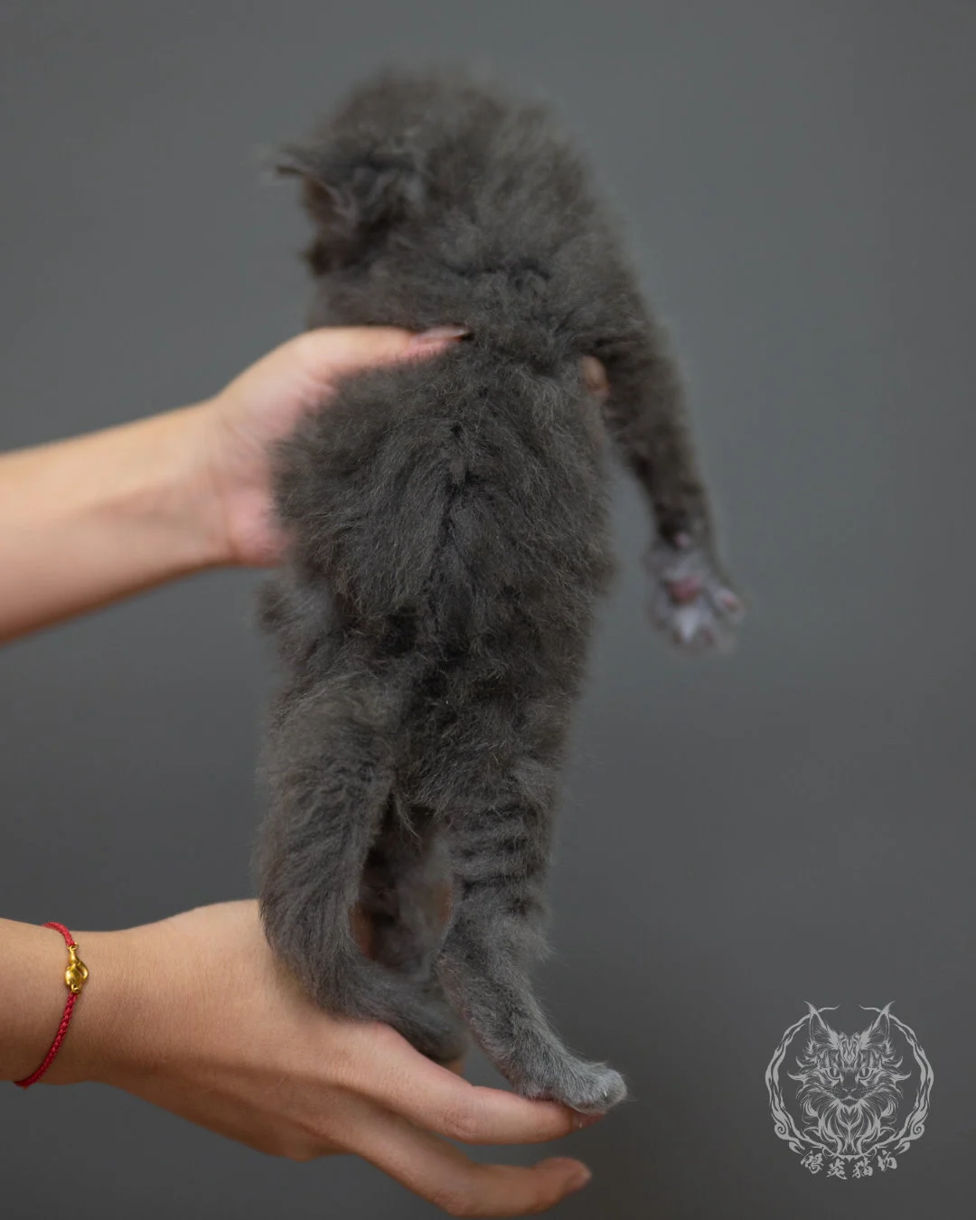 藍煙燻緬因貓 Blue Smoke Maine Coon 4weeks Closeup 9