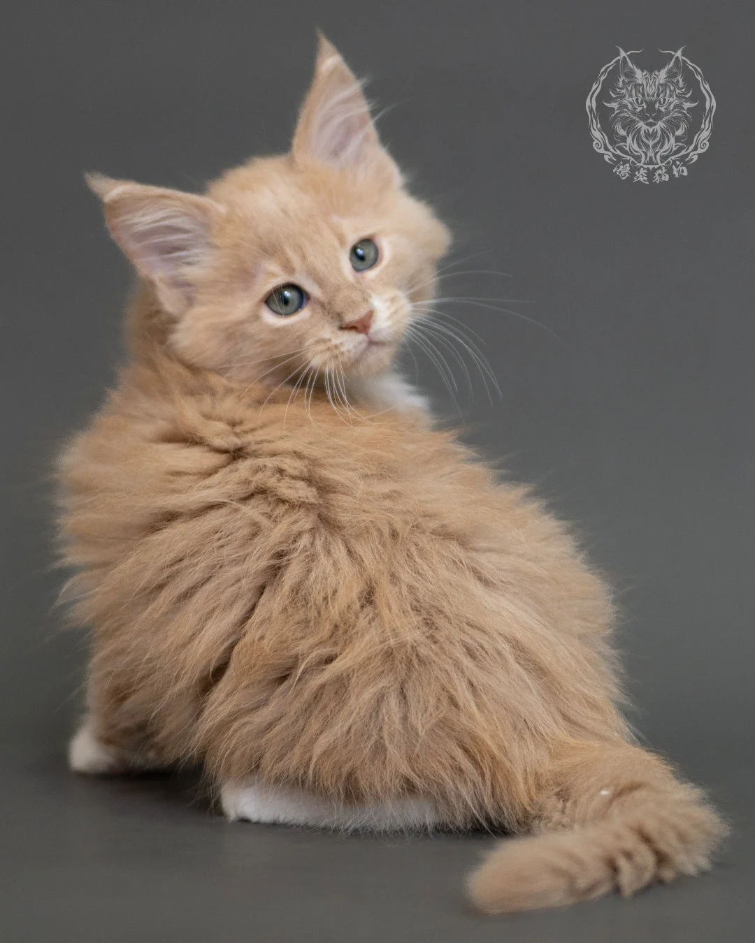 鴻炎貓坊奶油虎斑緬因貓2個月，cream Tabby Maine Coon Kitten 20