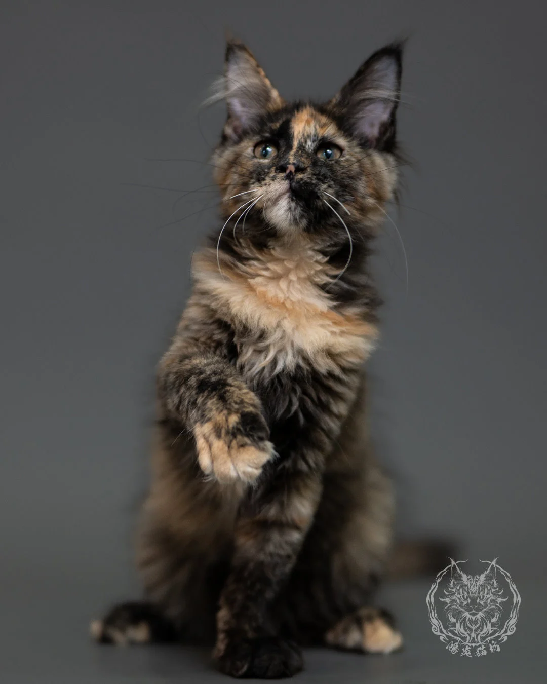 黑玳帽緬因貓 Tortoiseshell Maine Coon 3months Cattery Taichung 15