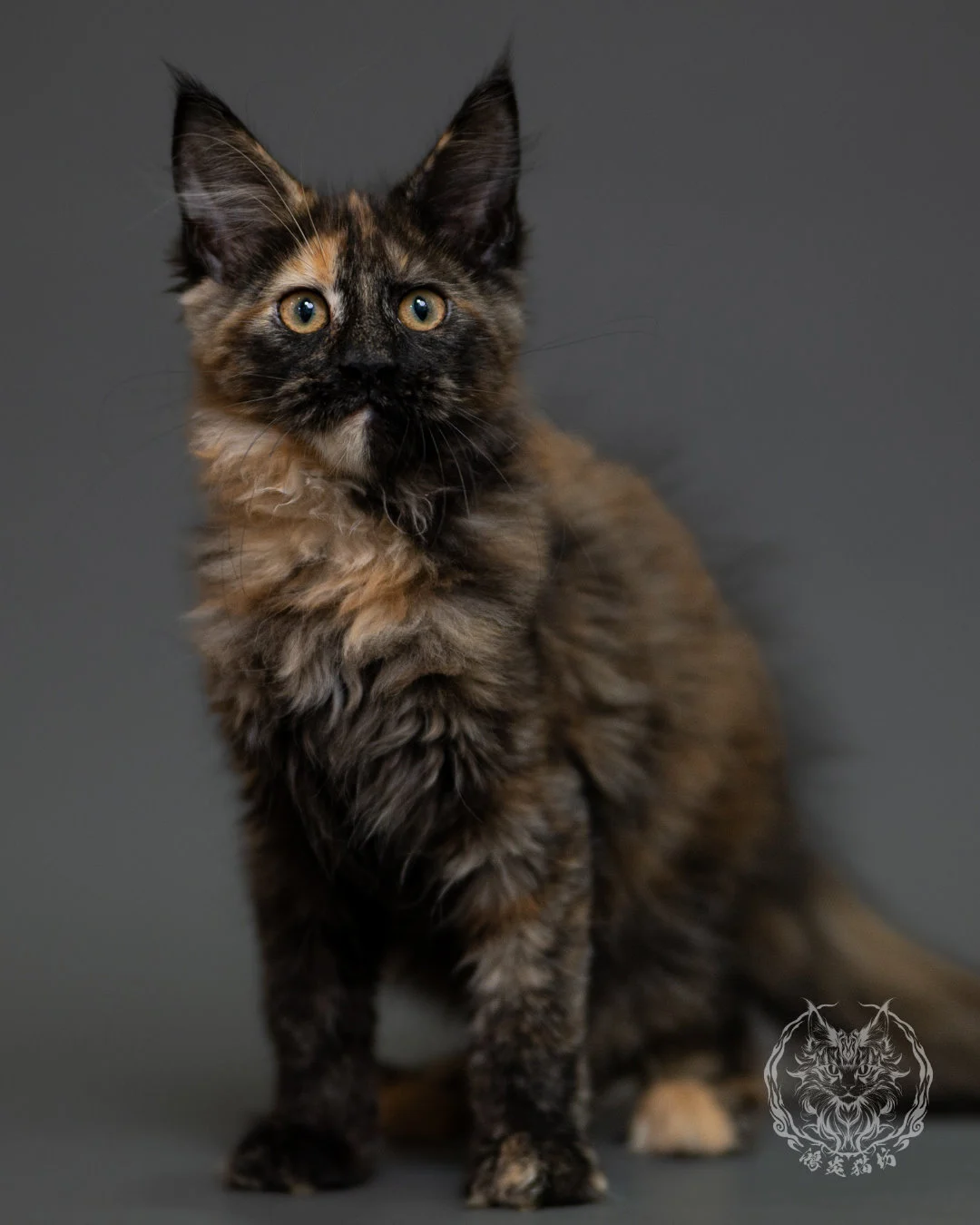 黑玳帽緬因貓 Tortoiseshell Maine Coon 3months Cattery Taichung 7