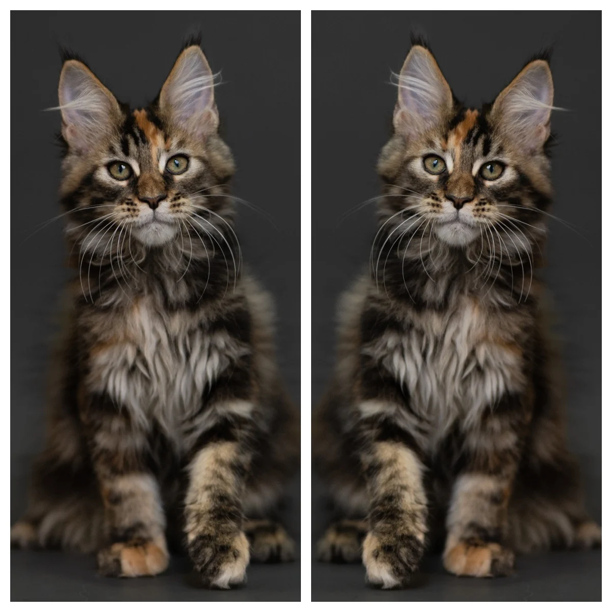 玳帽虎斑緬因貓