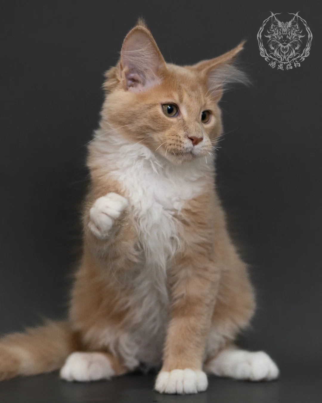 奶油虎斑緬因貓 Cream Tabby Maine Coon 3months Cattery Taichung 9