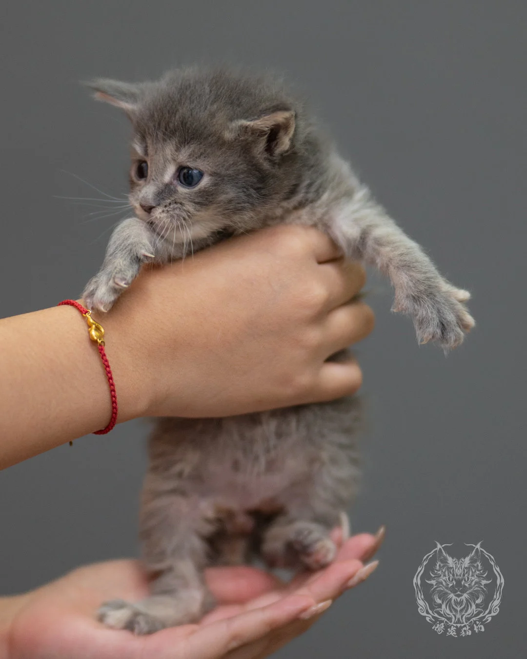 藍乳虎斑緬因貓 Blue Cream Tabby Maine Coon 4weeks Sideview 5