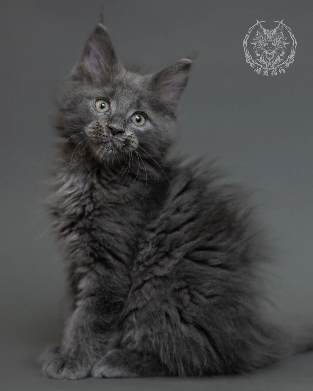 鴻炎貓坊藍煙燻緬因貓2個月特寫，blue Smoke Maine Coon Kitten 32