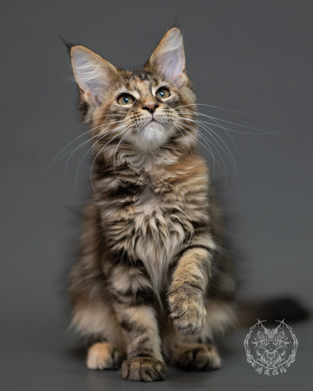 棕虎斑玳帽緬因貓 Brown Torbie Maine Coon 3months Cattery Taichung 8