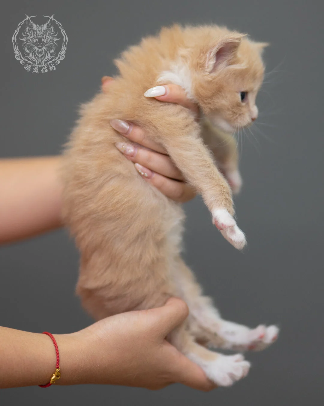 奶油虎斑緬因貓 Cream Tabby Maine Coon 4weeks Closeup 9