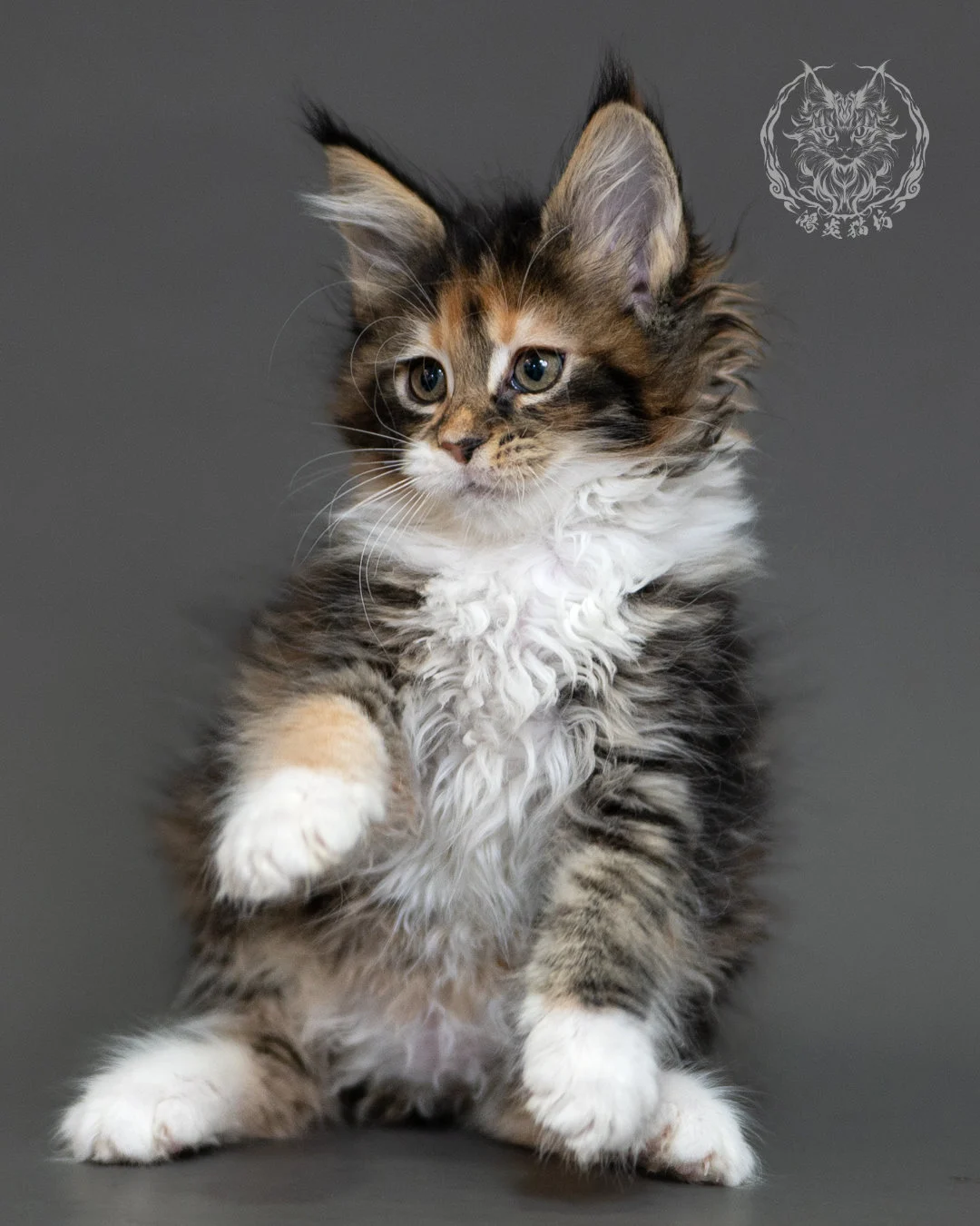 鴻炎貓坊棕虎斑玳帽緬因貓2個月,brown Torbie Maine Coon Kitten 7