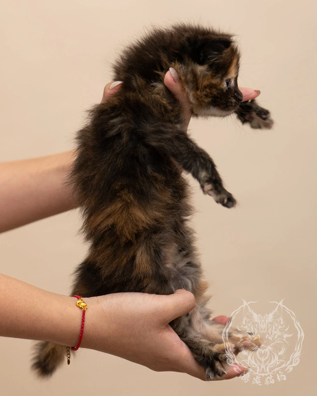 黑玳帽緬因貓 Black Tortie Masked Maine Coon 4weeks Closeup 4
