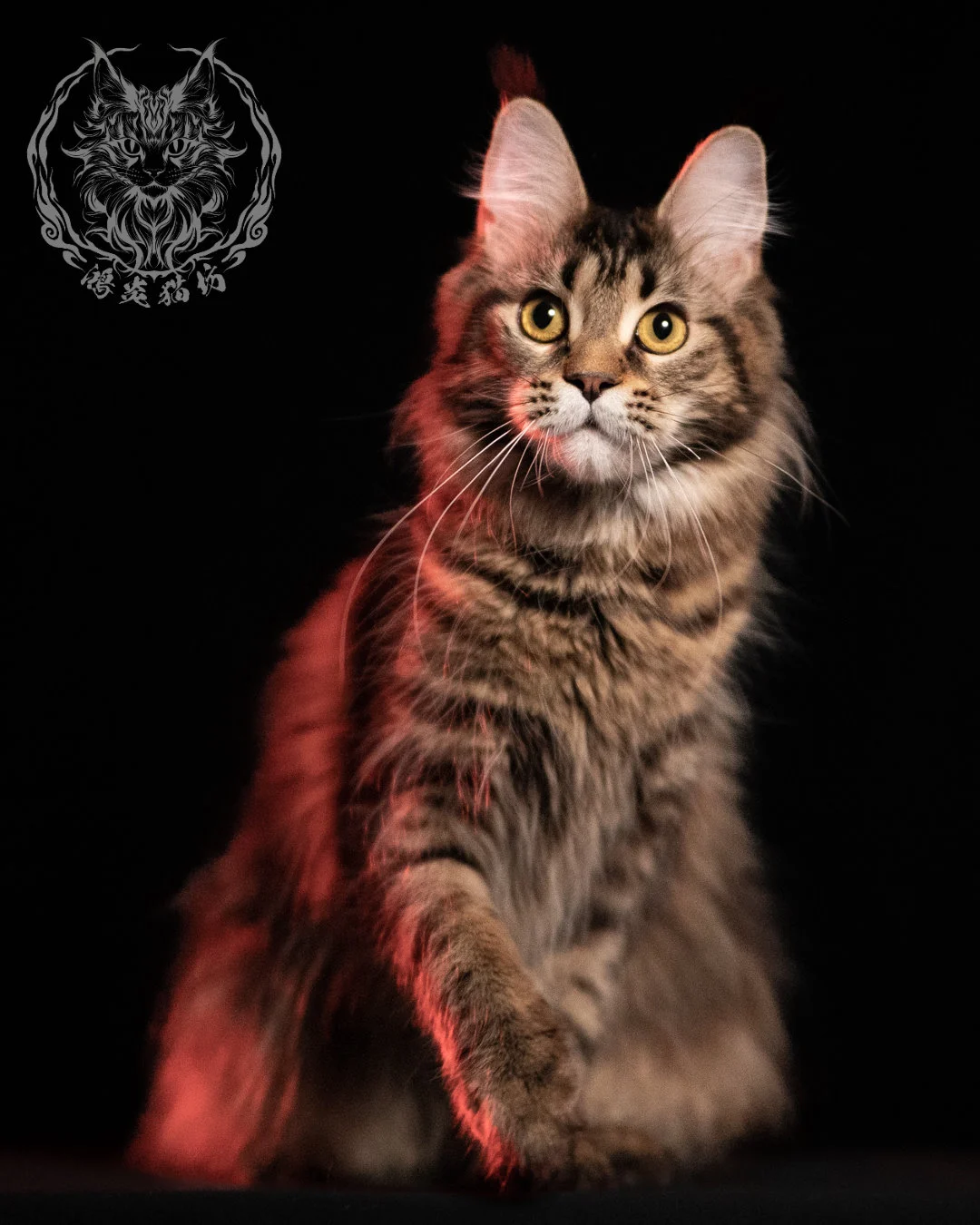 棕虎斑緬因貓 Brown Tabby Maine Coon 13months Closeup 9