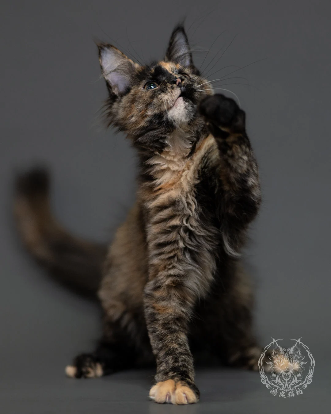 黑玳帽緬因貓 Tortoiseshell Maine Coon 3months Cattery Taichung 3