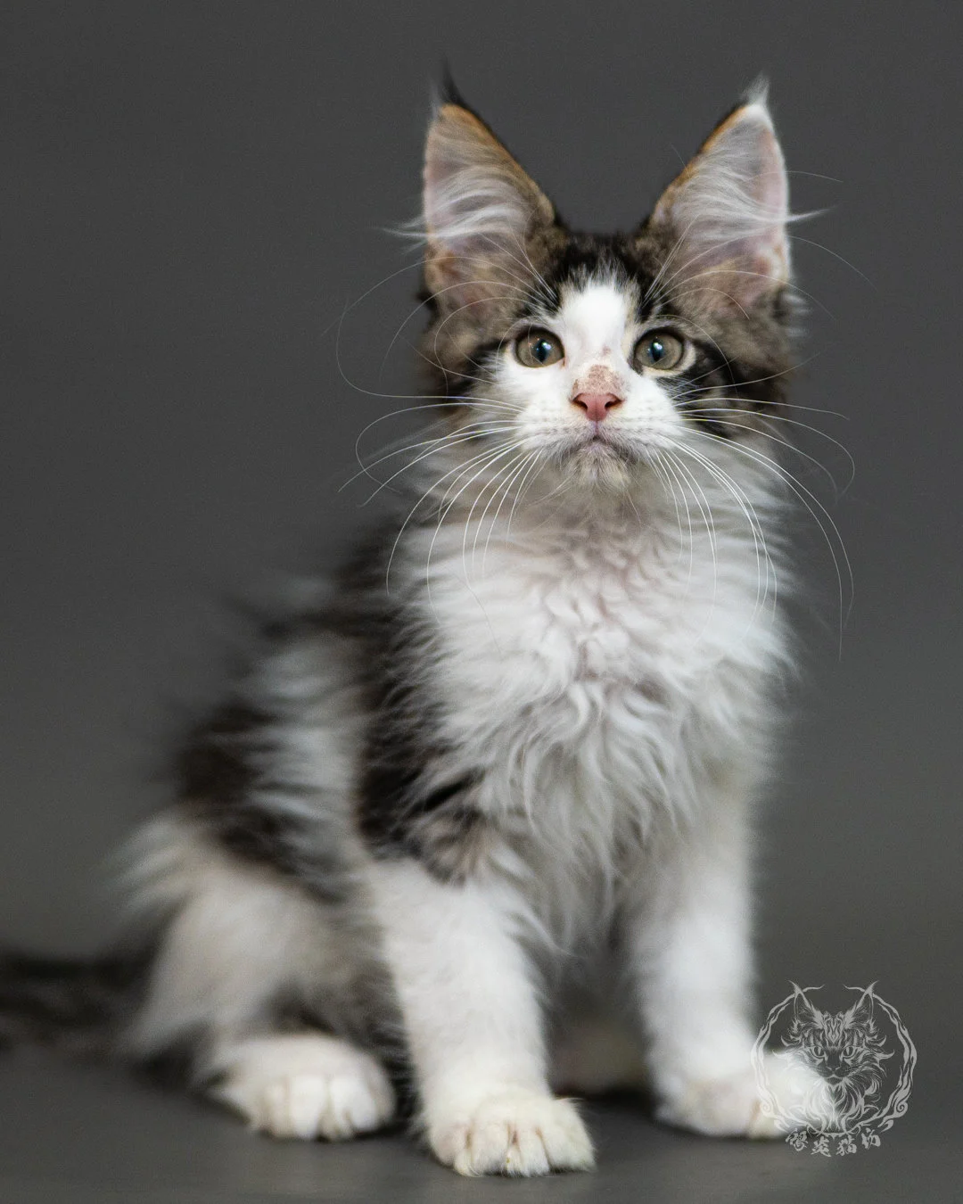 棕虎斑賓士緬因貓 Brown Tabby White Maine Coon 2months Closeup 17