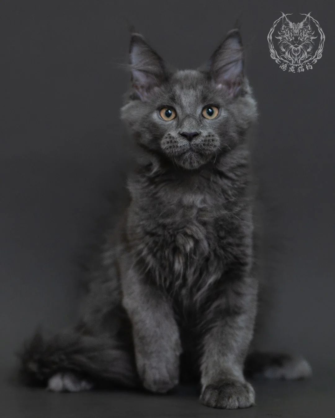 藍煙燻緬因貓 Blue Smoke Maine Coon 3months Cattery Taichung 10