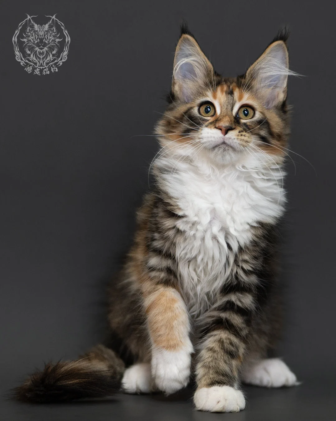 玳帽虎斑緬因貓 Tortie Tabby Maine Coon 3months Cattery Taichung 12