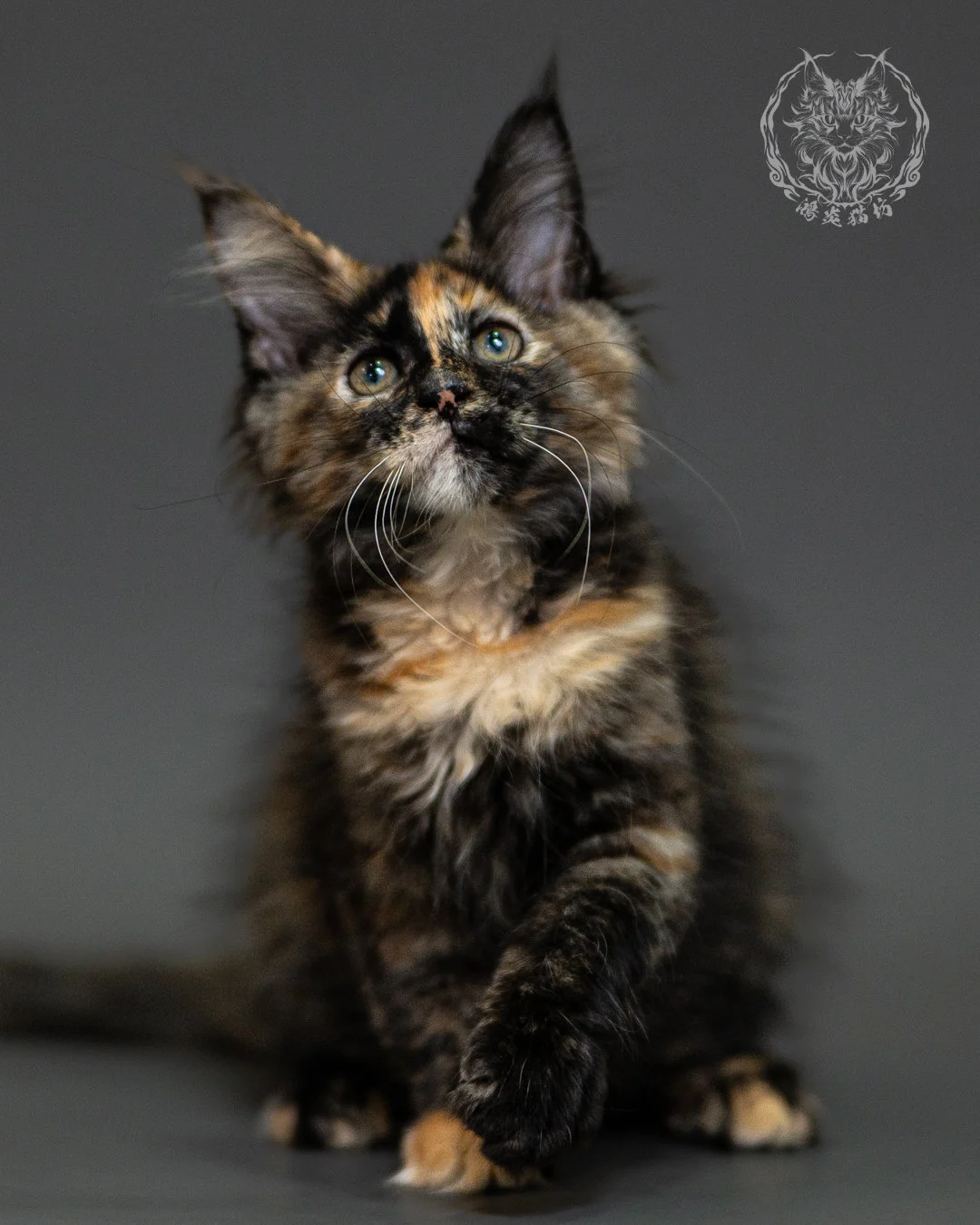 黑玳帽緬因貓 Tortoiseshell Maine Coon 2months Closeup 8