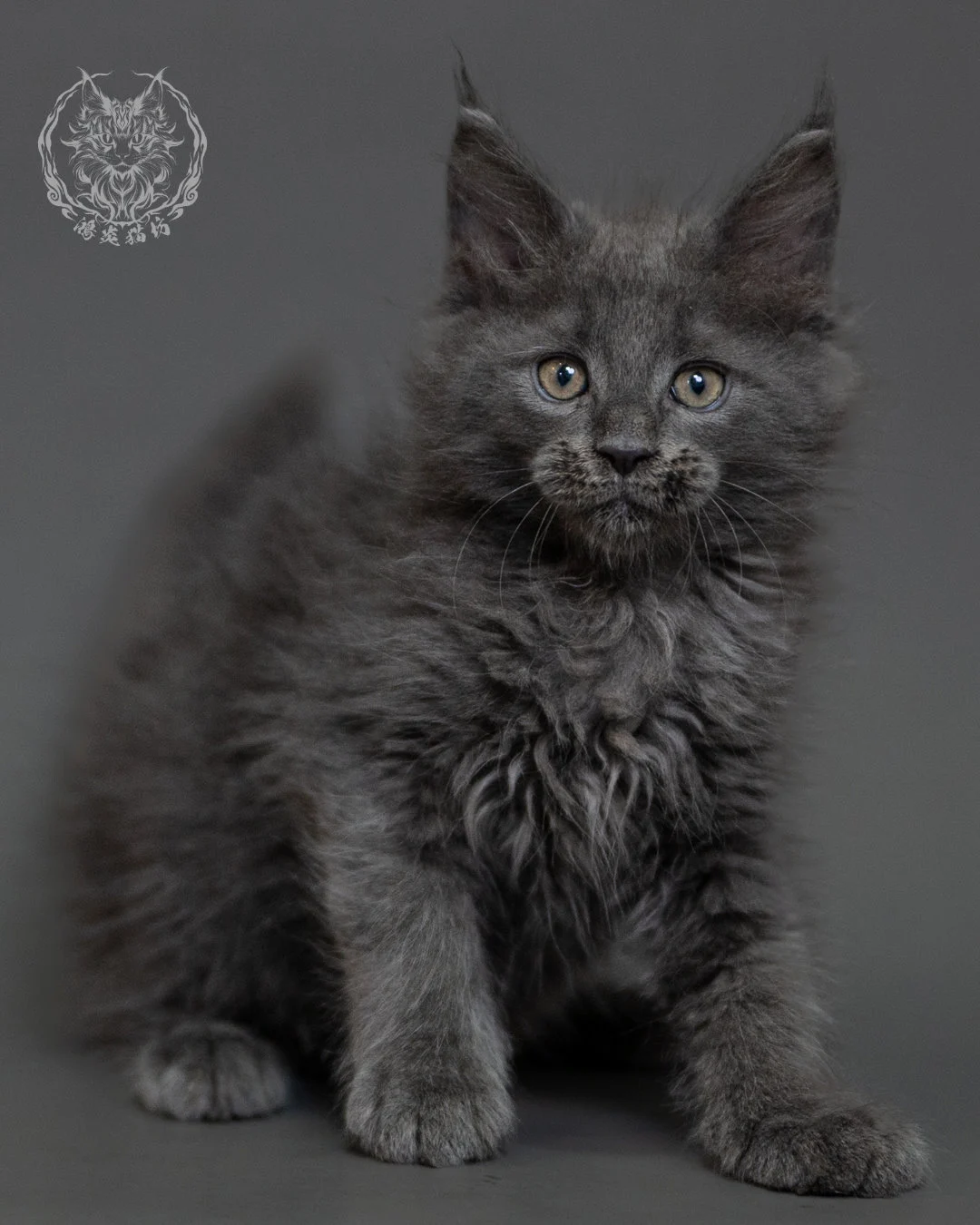 鴻炎貓坊藍煙燻緬因貓2個月特寫，blue Smoke Maine Coon Kitten 26
