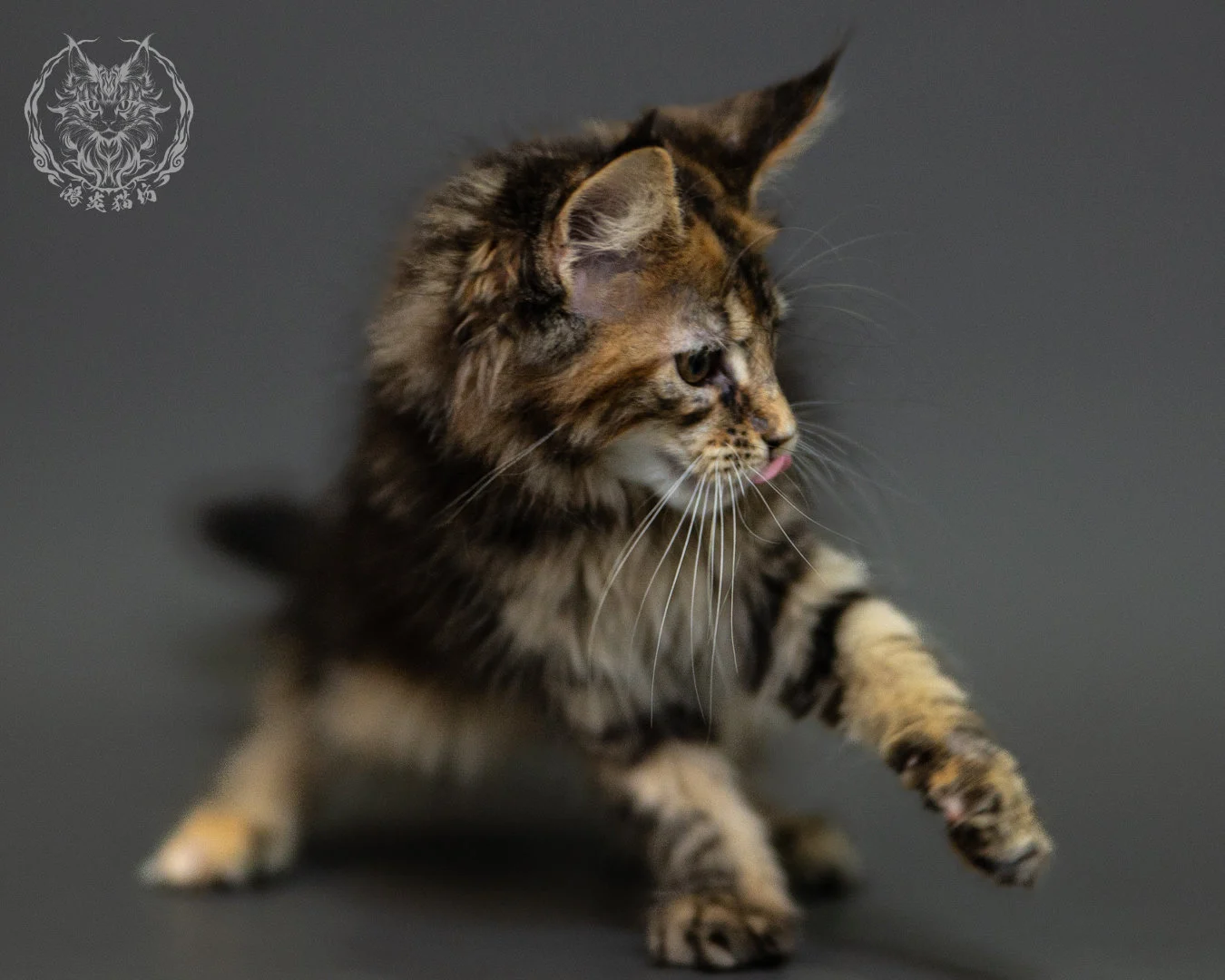 棕虎斑玳帽緬因貓 Brown Tabby Tortie Maine Coon 2months Closeup 14